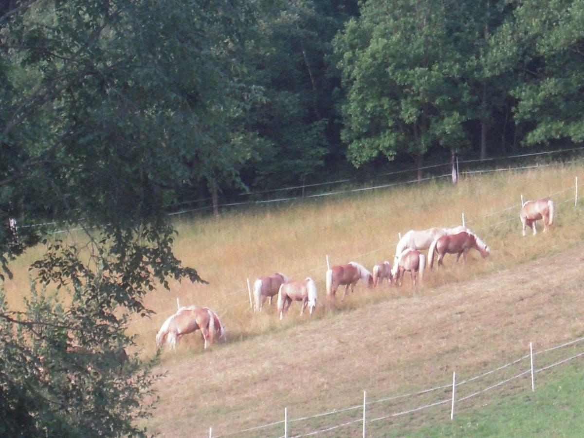 Villa Haflingerhof Luef Bad Schönau Exterior foto